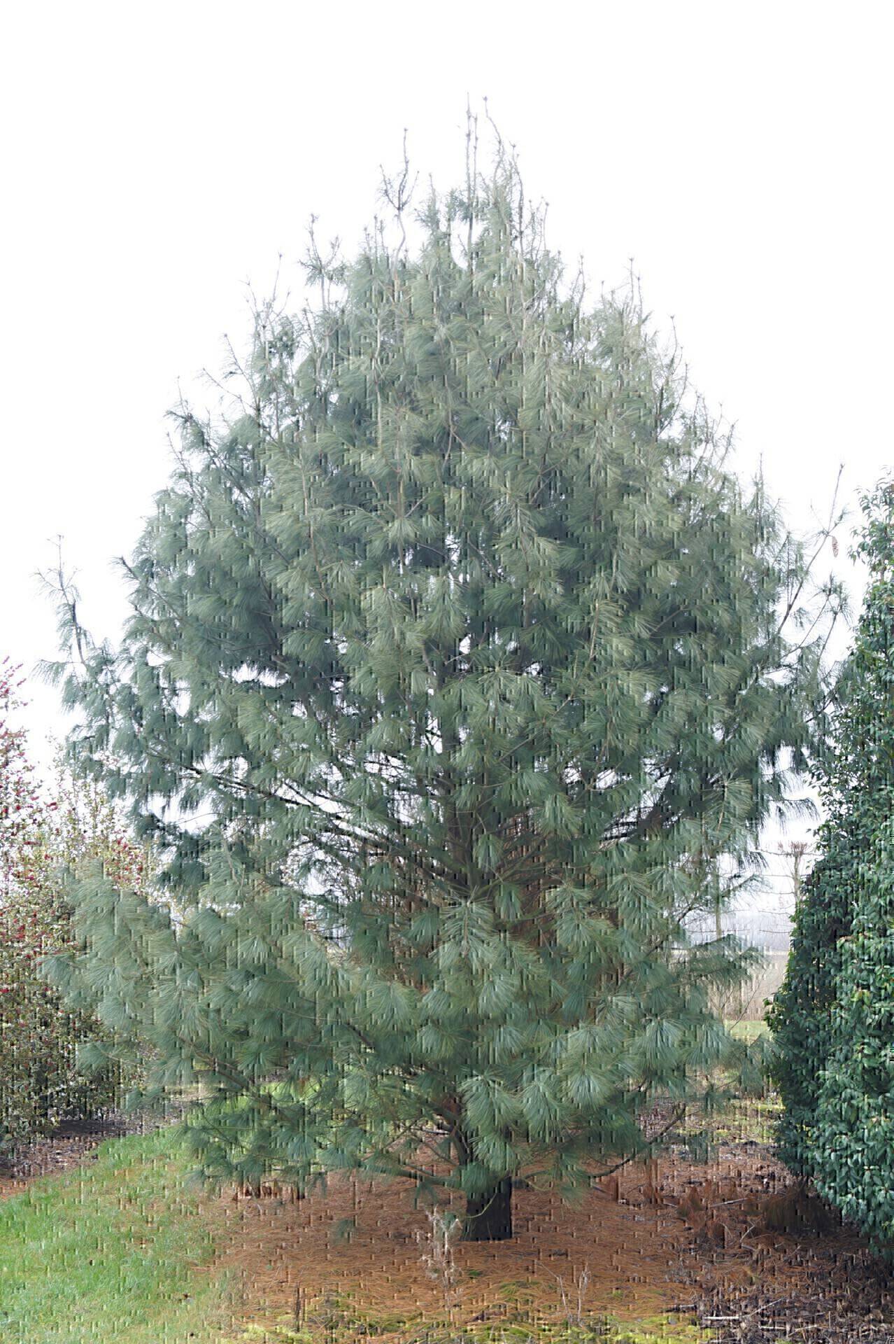 Pinus wallichiana_04